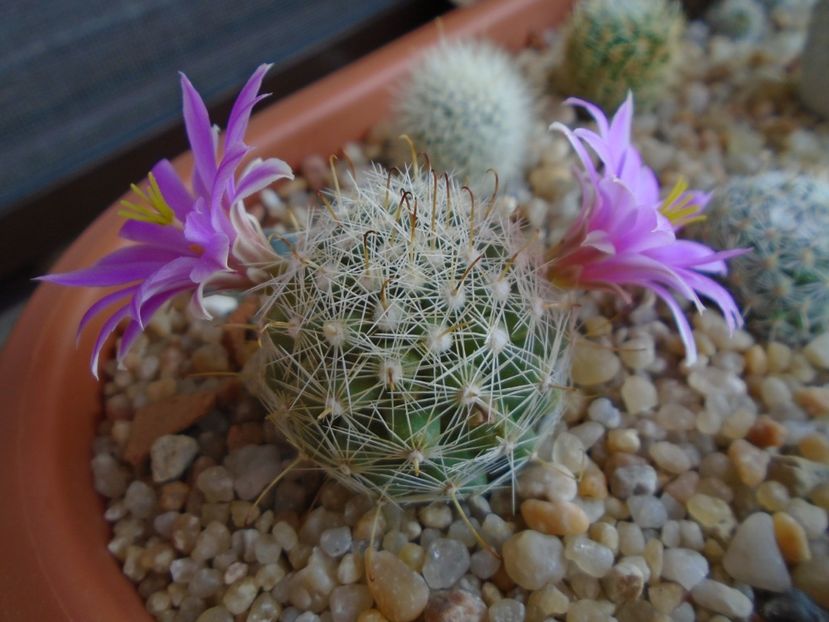 Mammillaria boolii - Cactusi 2019 bis