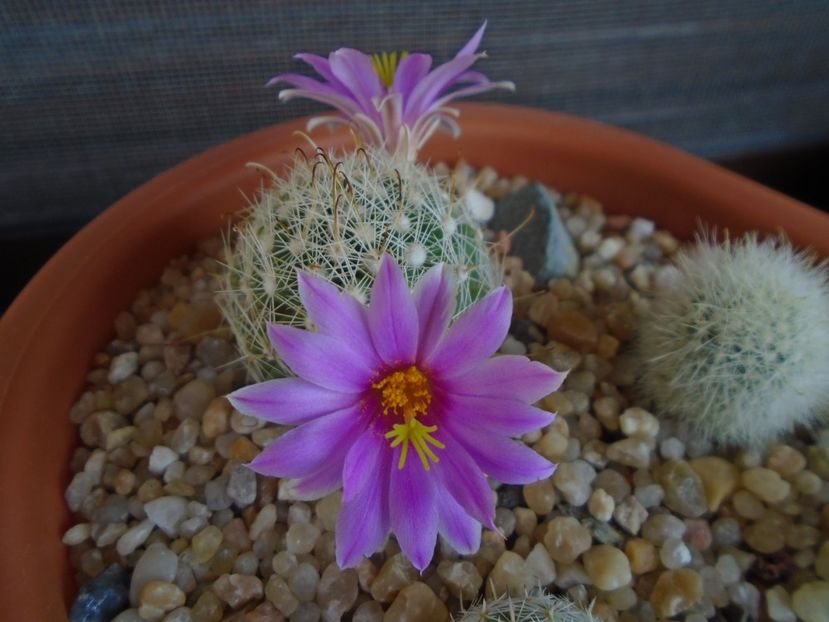Mammillaria boolii - Cactusi 2019 bis