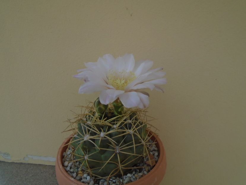 Gymnocalycium monvillei - Cactusi 2019 Gymnocalycium