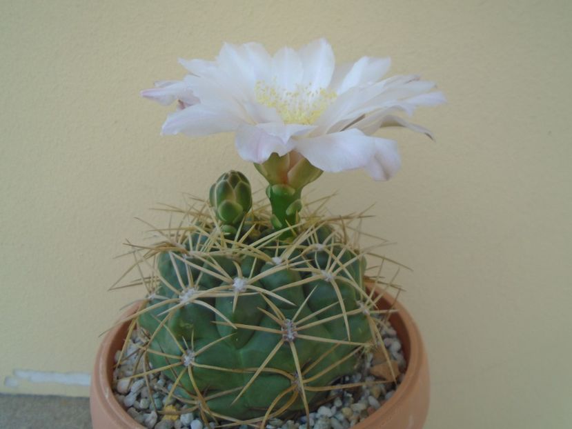 Gymnocalycium monvillei - Cactusi 2019 Gymnocalycium