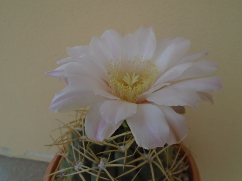 Gymnocalycium monvillei - Cactusi 2019 Gymnocalycium