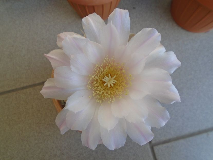 Gymnocalycium monvillei - Cactusi 2019 Gymnocalycium