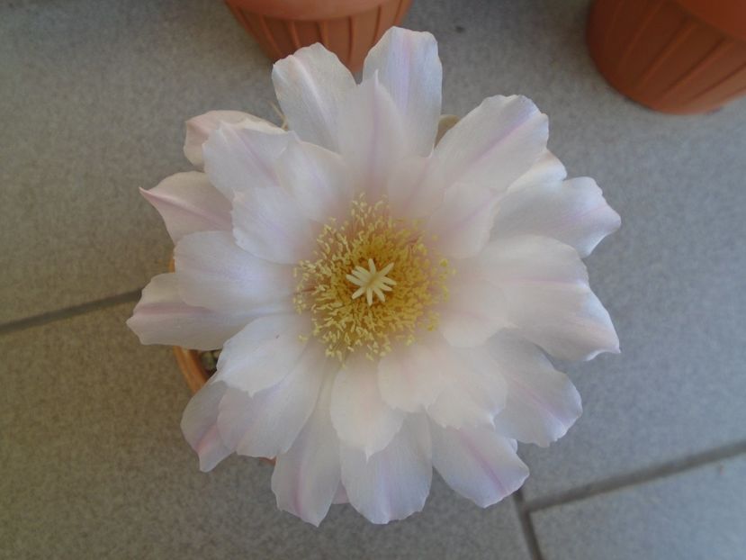 Gymnocalycium monvillei - Cactusi 2019 Gymnocalycium