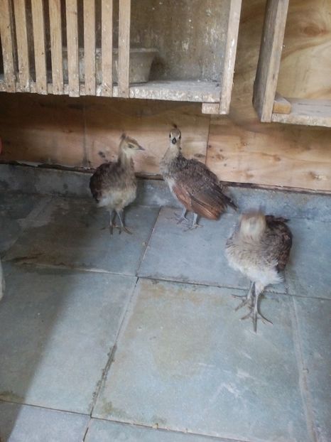  - Puișori păun 2019