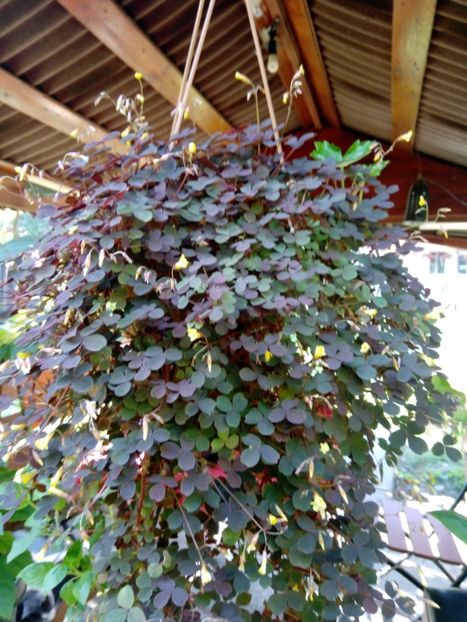 Zinfadel 7 iulie - Oxalis 2019