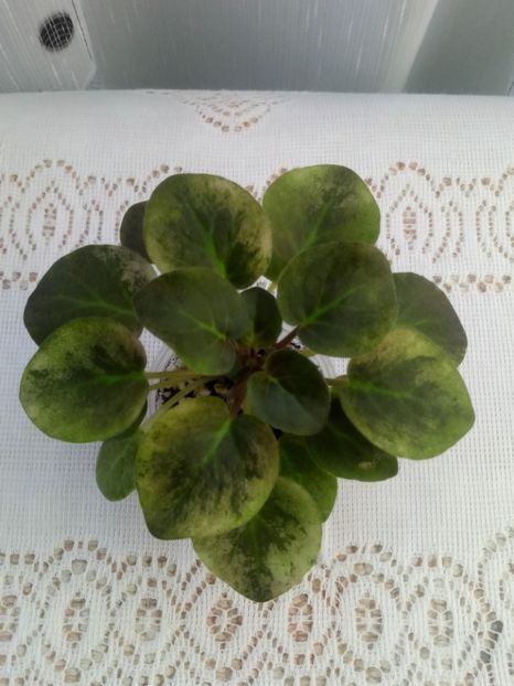 7 iulie - Ramblin Dots