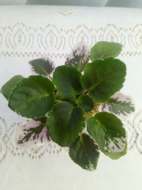 7 iulie - ZZ EK Moulin Rouge