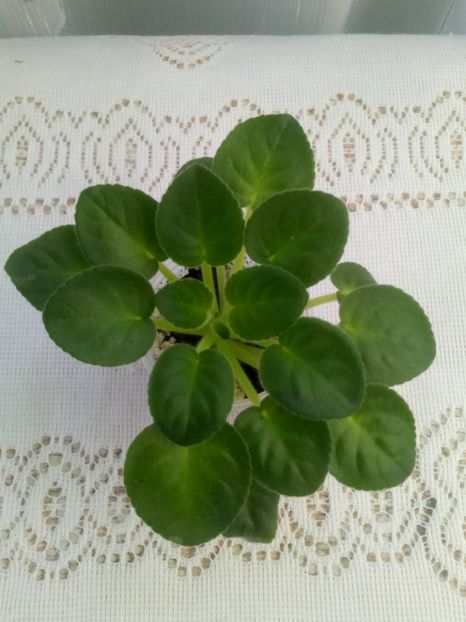 7 iulie - ZZ Wedding Bouquet