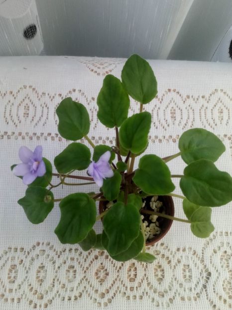 7 iulie - ZZ Cedar Creek Stormy