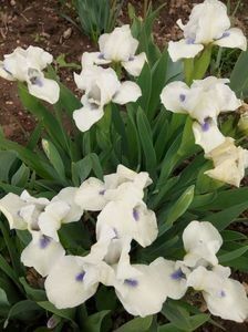 Nr 2 - Colectia mea de irisi pitici in 2019-2020