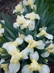  - Colectia mea de irisi pitici in 2019-2020