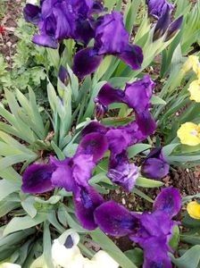  - Colectia mea de irisi pitici in 2019-2020