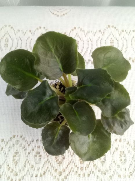 7 iulie - ZZ LE Sashenka