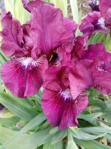  - Colectia mea de irisi pitici in 2019-2020