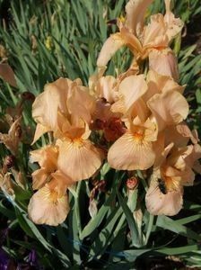 Nr 7 - Colectia mea de irisi pitici in 2019-2020