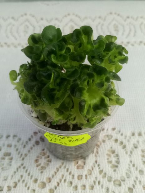 7 iulie - ZZ Senk s Girl Wasp