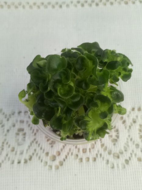 7 iulie - ZZ Senk s Girl Wasp