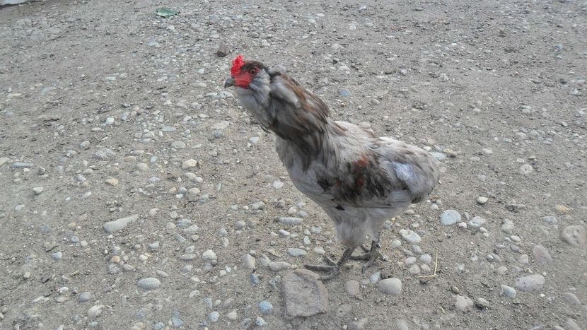 SAM_0769 - brahma herminat inchis