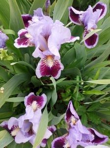  - Colectia mea de irisi pitici in 2019-2020