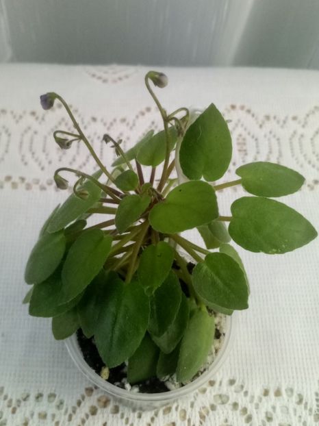 7 iulie - ZZ Lilla Blacklokan