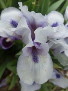 Nr 11 - Colectia mea de irisi pitici in 2019-2020