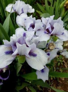  - Colectia mea de irisi pitici in 2019-2020