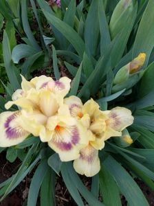 Nr 12 - Colectia mea de irisi pitici in 2019-2020