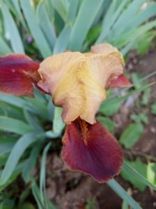 Nr 13 - Colectia mea de irisi pitici in 2019-2020