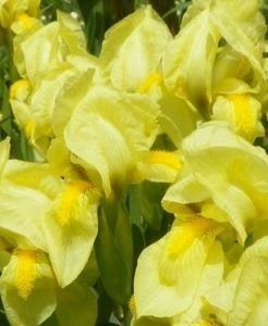 Nr 15 - Colectia mea de irisi pitici in 2019-2020