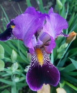 Nr 16 - Colectia mea de irisi pitici in 2019-2020