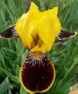 Nr 17 - Colectia mea de irisi pitici in 2019-2020