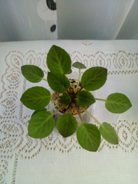 7 iulie - ZZ Little Chatterbox