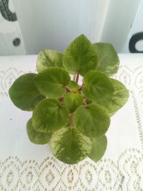 7 iulie - Ramblin Spots