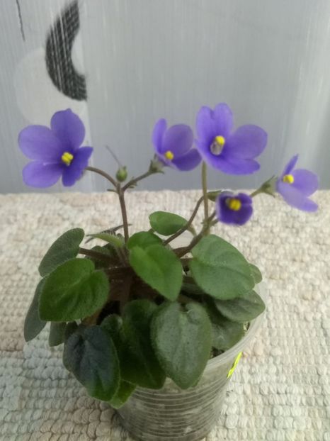 24 iunie - ZZ Tiny Wood Trail