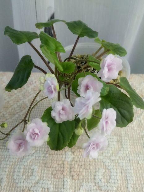 24 iunie - Rob s Vanilla trail