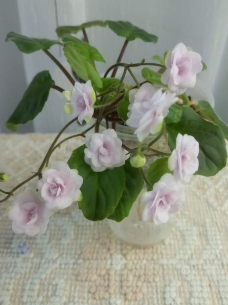 24 iunie - Rob s Vanilla trail