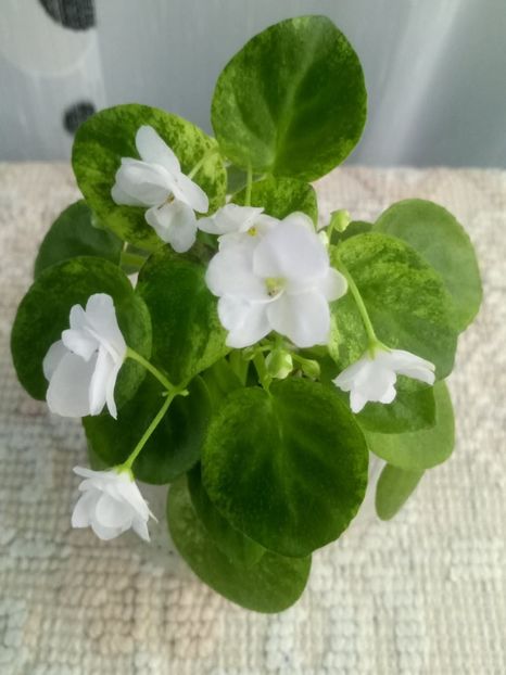 24 iunie - Ramblin Silver