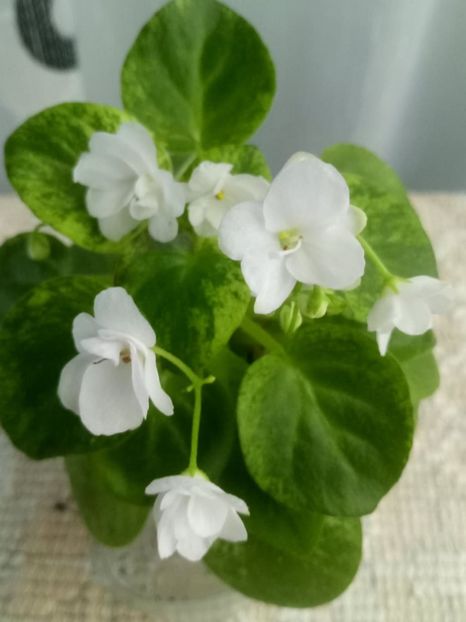 24 iunie - Ramblin Silver