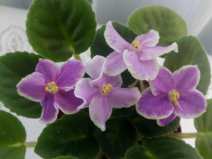 7 iulie - ZZ Rebel s Splatter Kake