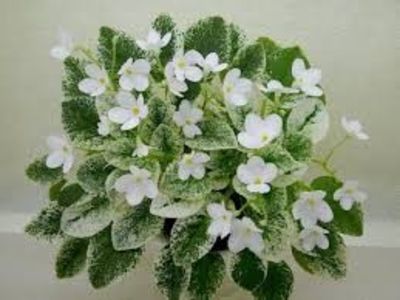 Alan’s Fallen Angel poza net - Alan s Fallen Angel