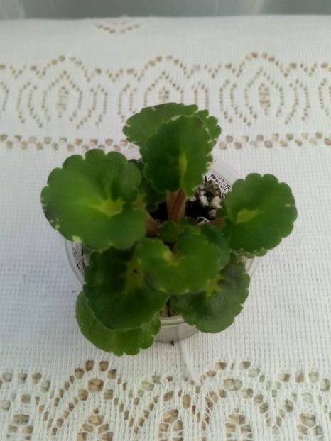 7 iulie - ZZ Shirl s Freckled Face