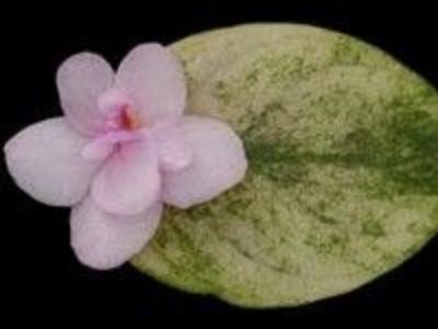 Champagne  Pink poza net - Champagne Pink