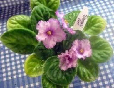 Diamond Girl poza net - ZZ Diamond Girl