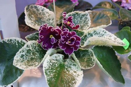 Le Oksana poza net - LE Oksana