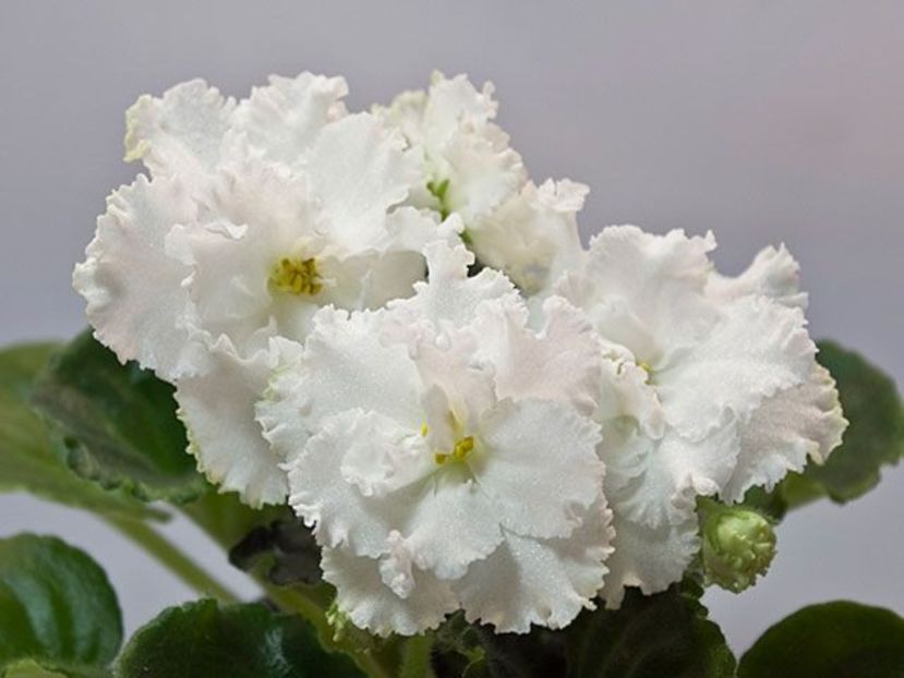 RS Balerina poza net - ZZ RS Balerina