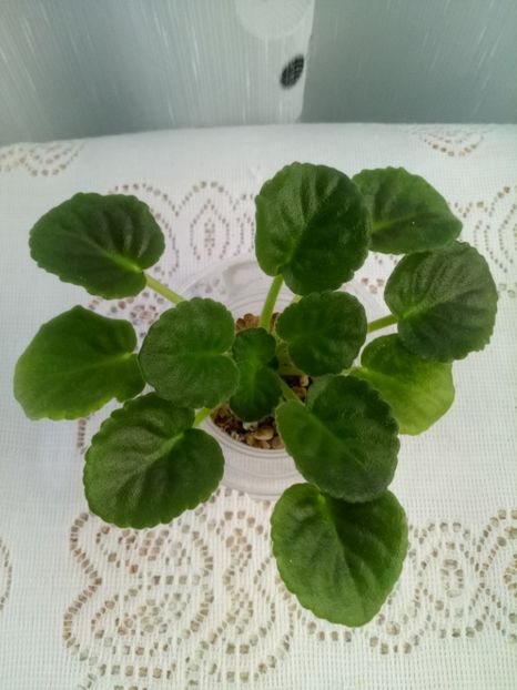 7 iulie - ZZ RS Balerina