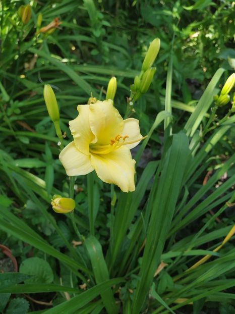  - Hemerocallis