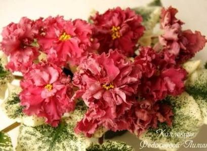 SM Shikarnyy Mak poza net - SM Shikarnyy Mak