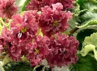 SM Shikarnyy Mak poza net - SM Shikarnyy Mak