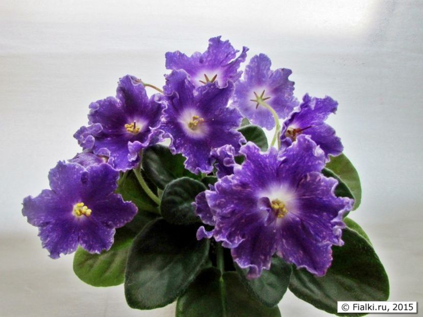 DS Shining Bell poza net - DS Shining Bell